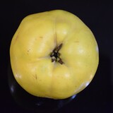 Pigwa jabłkowata odmiany Leskovacz, Quince on black mirror background.