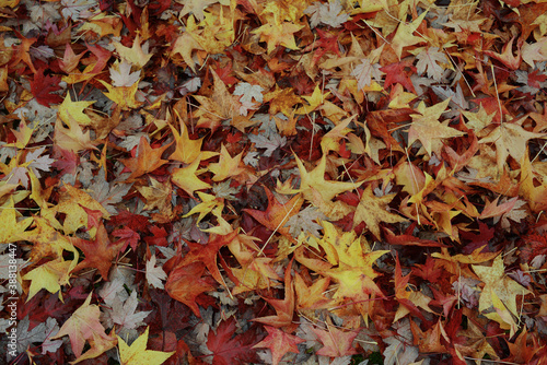 autumn leaves background