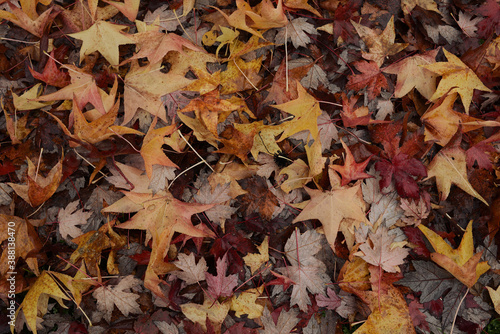 autumn leaves background2