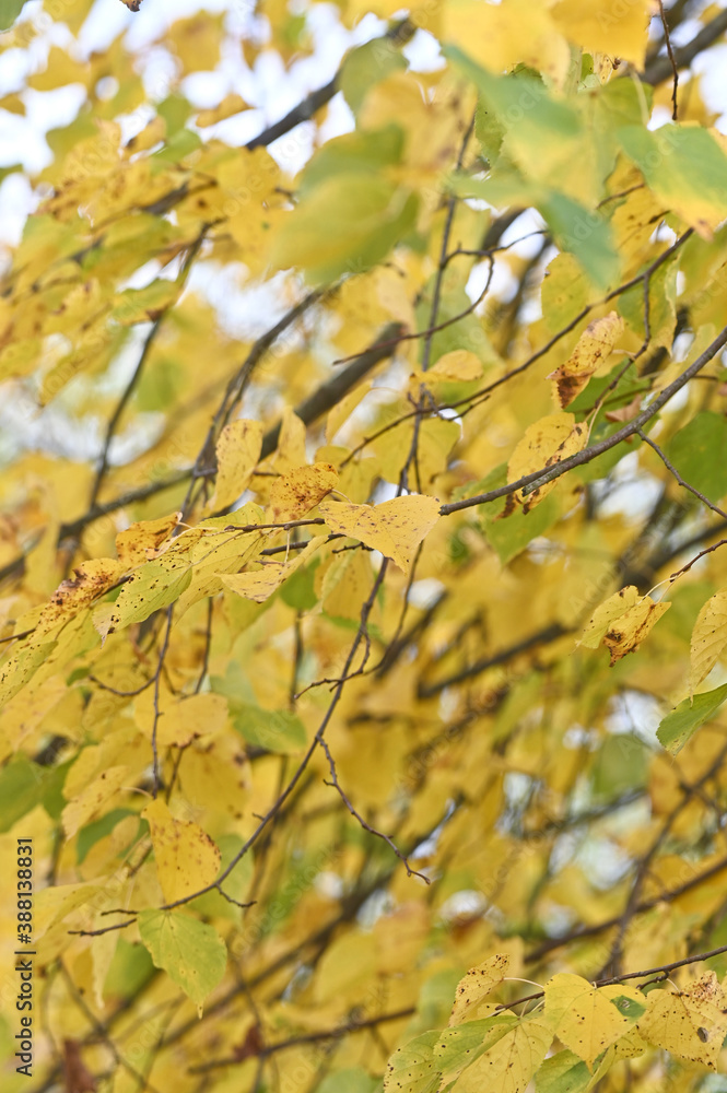 Detail einer Linde mit gelb verfärbten Blättern im Herbst an den Zweigen Detail einer Linde mit gelb verfärbten Blättern im Herbst an den Zweigen