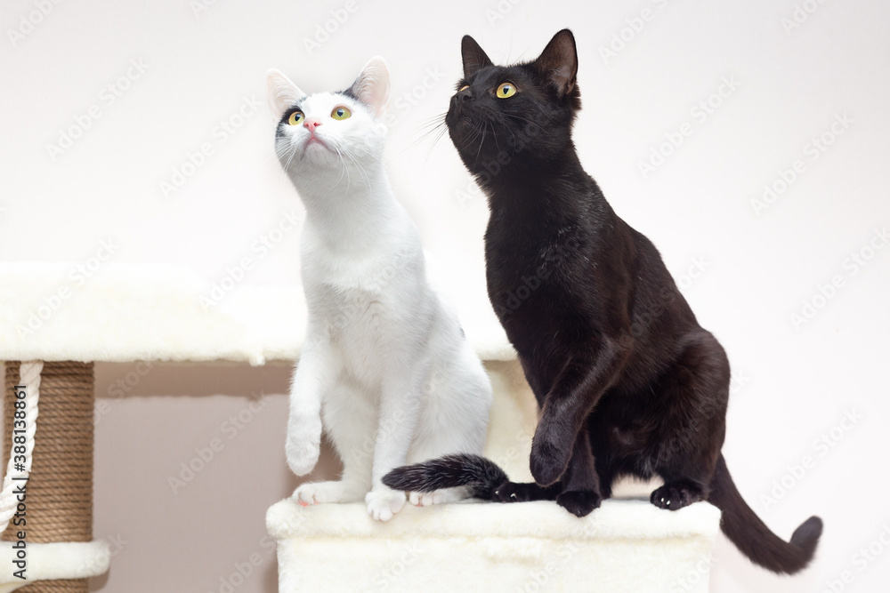 Two cats sit on the home game complex