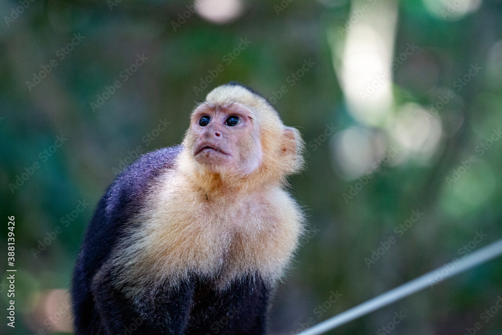 Naklejka premium Capuchin Monkey in Costa Rica National Park