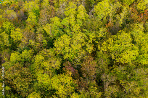 autumn trees with yellow and red leaves view from a height of 30 meters