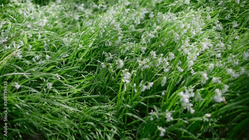 grass and white flowers in the wind on the ground curing grass and white flowers in the wind on the ground curing