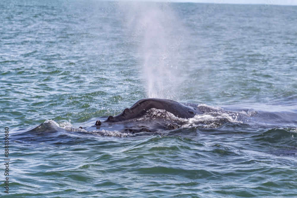 Fototapeta premium Whare Watiching in Costa Rica. Humpback whales in the pacific Sea of Central America