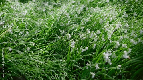 grass and white flowers in the wind on the ground curing photo