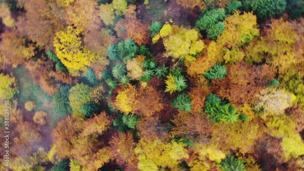 Aerial top down view rotating over the colourful fall foliage on a cloudy day Aerial top down view rotating over the colourful fall foliage on a cloudy day