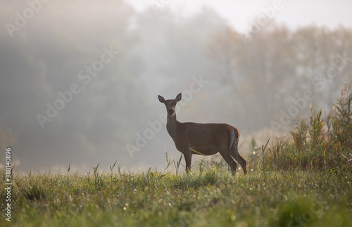 Portrait of female red deer in forest