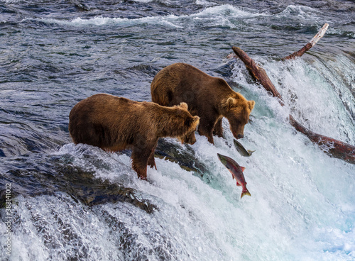 Two brown bears (Grizzly bears) above waterfall the instant before each catch a jumping fish (sockeye red salmon) during salmon migration at Brooks Falls in Katmai National Park in Alaska