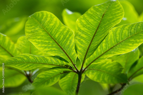 Beautiful detail of green tree leaf on the rainforest photo