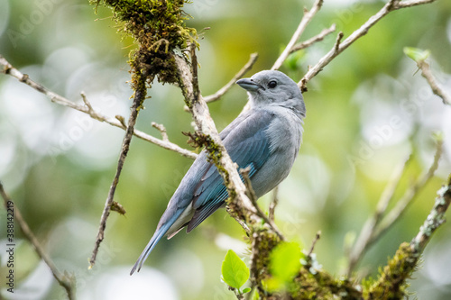 Beautiful grey tropical bird on green landscape in Serrinha Reserve photo