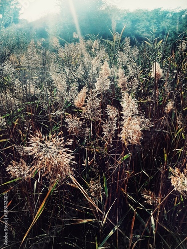 Close-up of grassy field in the sunshine photo