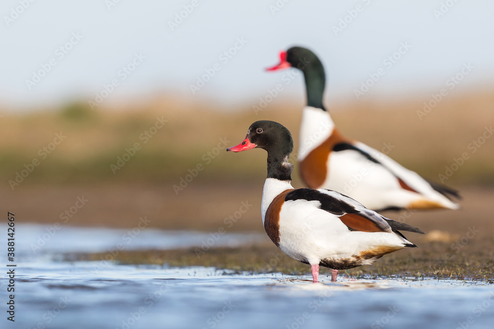 shelduck in display songs while mating in spring season. Ireland Co. Wexford