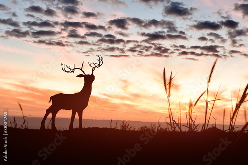 Silhouette of a Deer walking along in ridge top landscape at sunset.