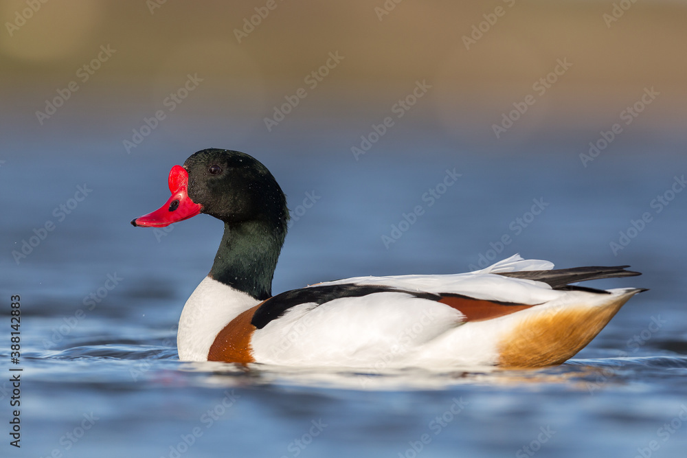 shelduck in display songs while mating in spring season. Ireland Co. Wexford shelduck in display songs while mating in spring season. Ireland Co. Wexford