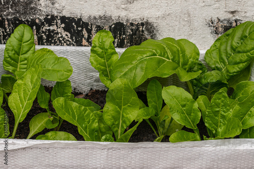 Acelga Huerta Urbana