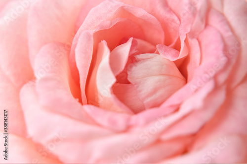Close-up blurred of Delicate pink rose. Unfocused blur rose petals, can use as wedding background.