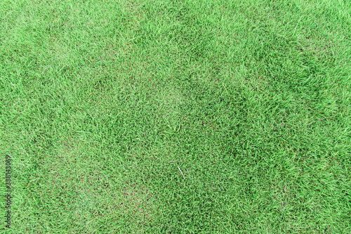 Nature green lawn texture for background. Top view photo