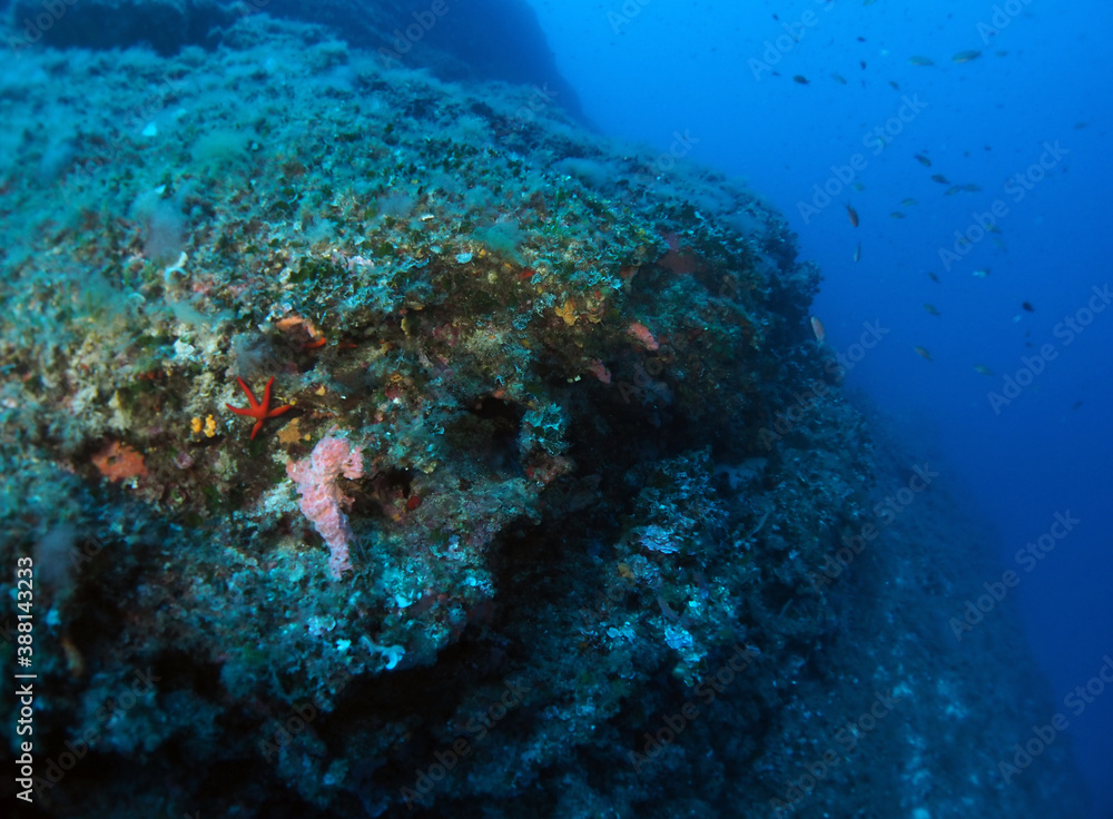 Obraz premium Scuba Diving Malta, Gozo and Comino