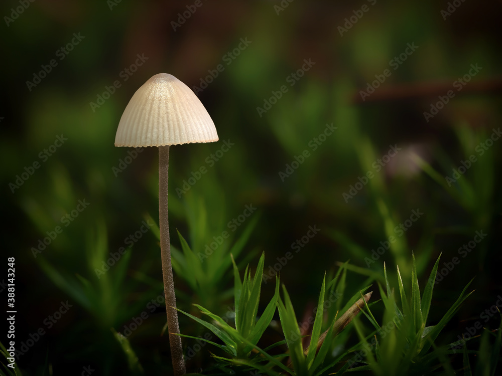 Small mushroom in the forest