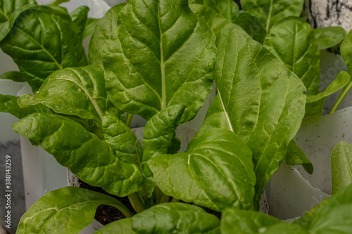 Acelga Huerta Urbana