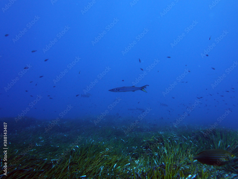 Obraz premium Scuba Diving Malta, Gozo and Comino