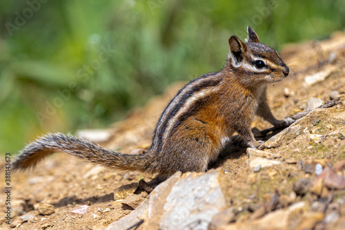 Uinta Chipmunk (Tamias umbrinus) on the Hiawatha Mountain Bike Trail photo