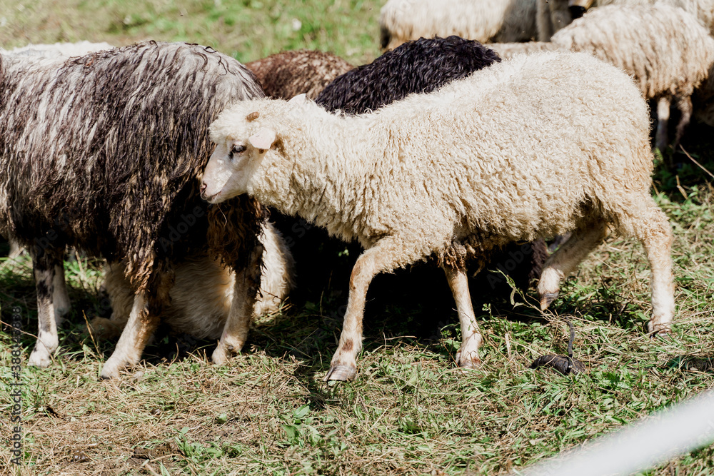 Sheeps and rams on the green field on the farm. Production of wool from animals. Flock of sheep in the mountains. Sheeps and rams on the green field on the farm. Production of wool from animals. Flock of sheep in the mountains.