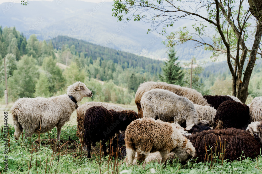 Flock of sheep in the mountains. Sheeps and rams on the green field on the farm. Production of wool from animals. Flock of sheep in the mountains. Sheeps and rams on the green field on the farm. Production of wool from animals.