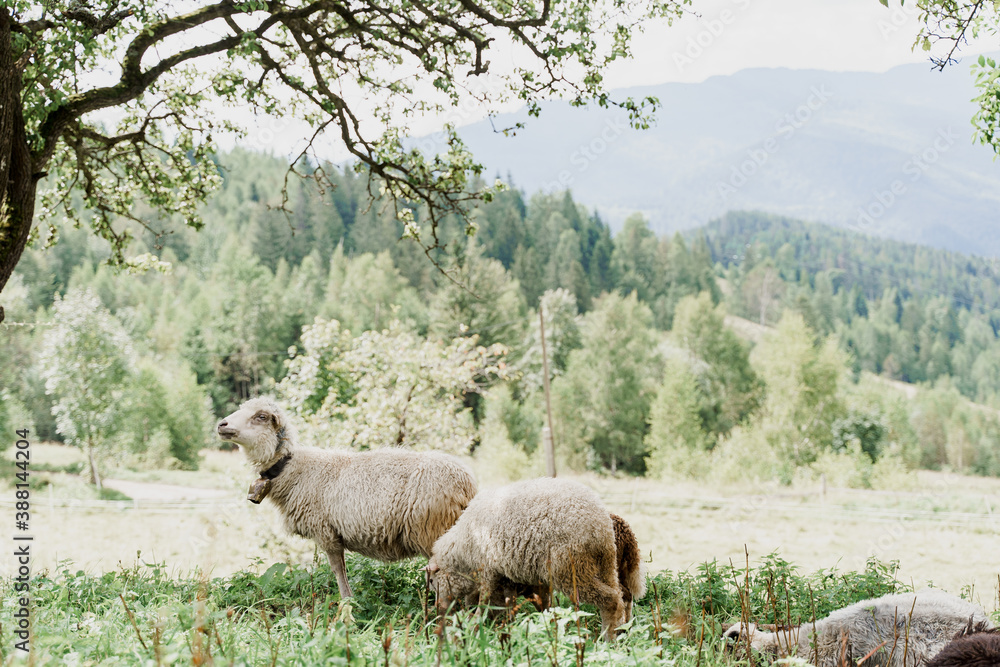 Obraz premium Flock of sheep in the mountains. Sheeps and rams on the green field on the farm. Production of wool from animals.