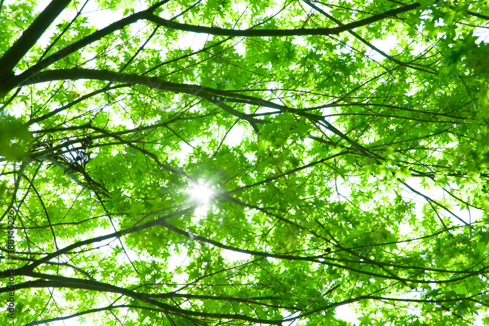 Obraz premium 新緑の葉っぱと木漏れ日