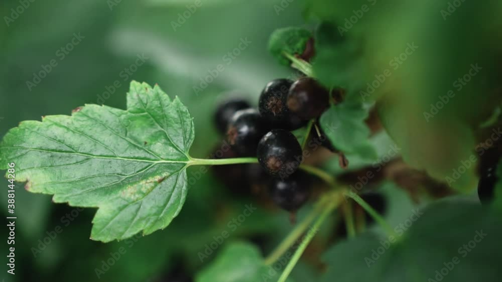 Black ripe stuffed bunches of currants hang on the branches of a bush between the green leaves of the plant. Action shot, close-up focus changes