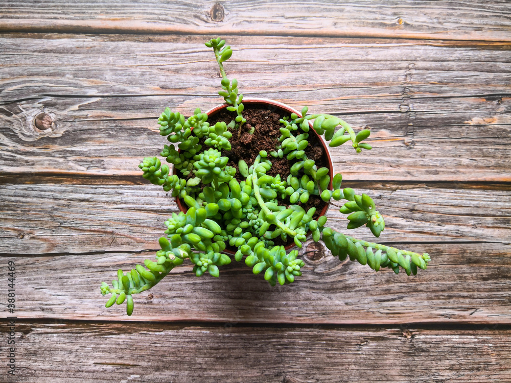Potted donkey's tail plant (sedum burrito) on wooden surface. Top view, flat lay, from above. Botanical background. Potted donkey's tail plant (sedum burrito) on wooden surface. Top view, flat lay, from above. Botanical background.