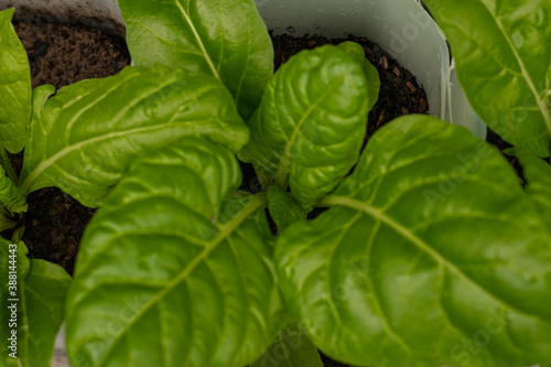 Acelga Huerta Urbana