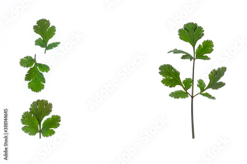 fresh coriander leaves isolated on white background with copy space in middle