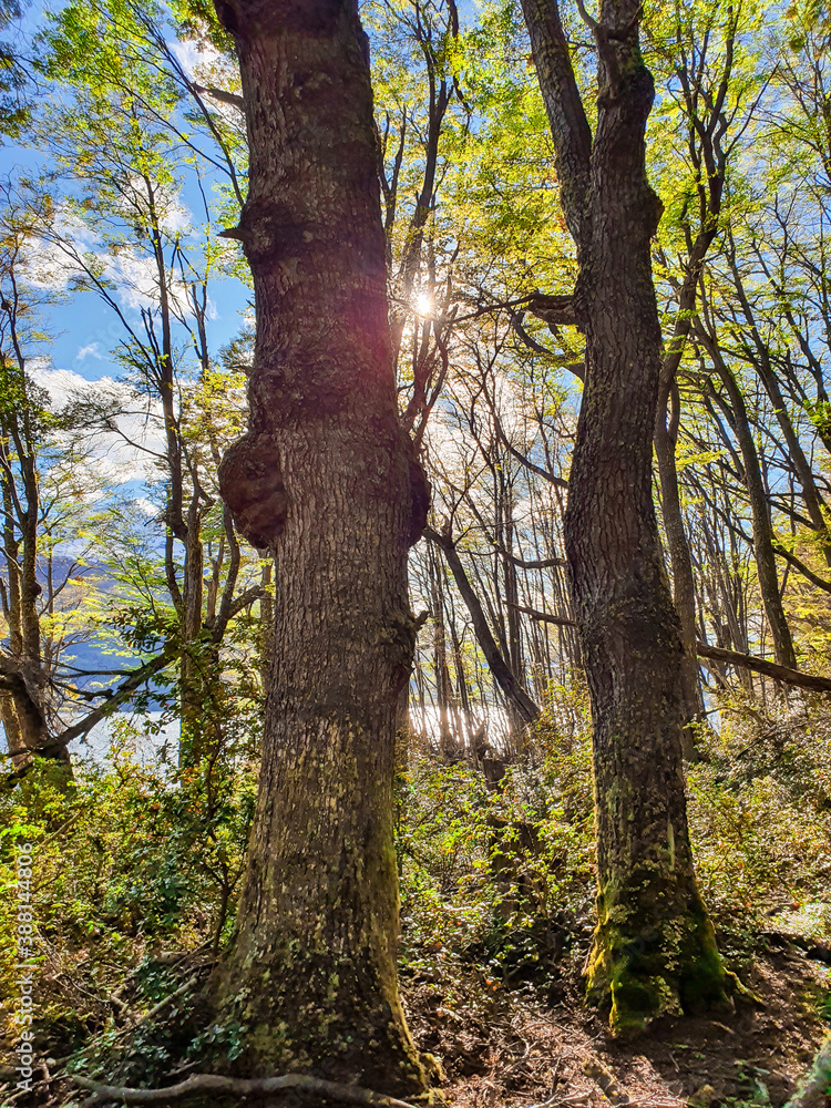 Fototapeta premium trees in autumn