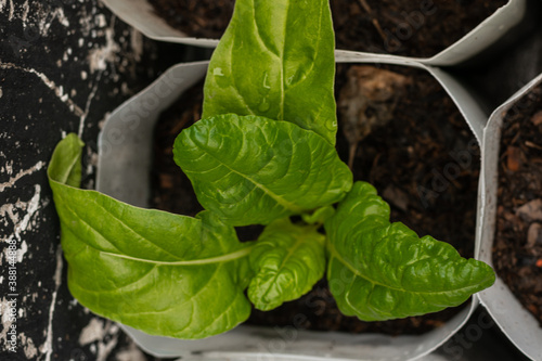 Acelga Huerta Urbana