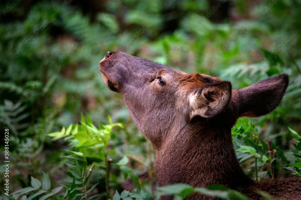 Fototapeta premium Close up of single Altai wapiti or Altai elk