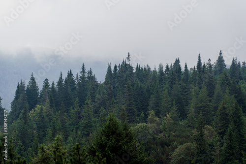 Fototapeta Naklejka Na Ścianę i Meble -  Spruce at rainy and foggy day in Karpathians mountains. Beautiful nature of Ukraine. Tourism in our country. Unity with nature.