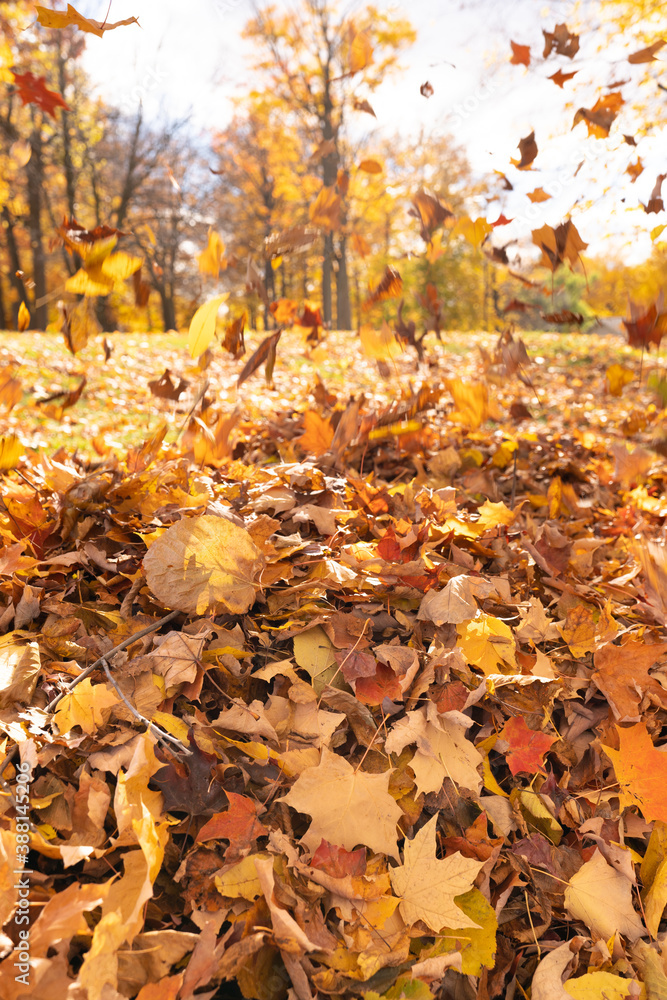 Autumn forest background with falling leaves on the ground, vivid october day in colorful forest. Autumn forest background with falling leaves on the ground, vivid october day in colorful forest.