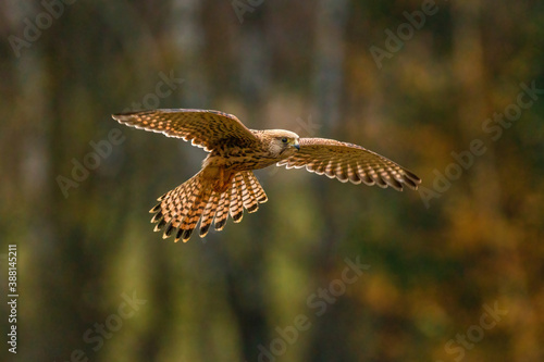 Bird in flight. Common kestrel, Falco tinnunculus, characteristically hovers above ground and searches for prey. Bird of prey flying with spread wings in autumn nature. Wildlife scene from nature.