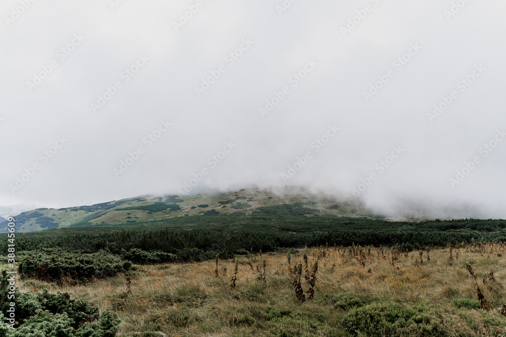 Mountain Hoverla with fog and rain. Spruce in Karpathians mountains. Beautiful nature of Ukraine. Tourism in our country. Unity with nature.