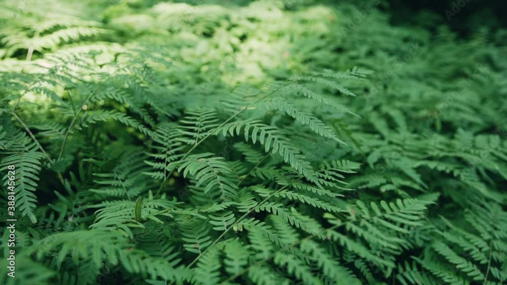 Large green bushes of ferns with long pinnate leaves sway in the light wind, part is in the shade and the other part is illuminated by sunlight. Action shot Large green bushes of ferns with long pinnate leaves sway in the light wind, part is in the shade and the other part is illuminated by sunlight. Action shot