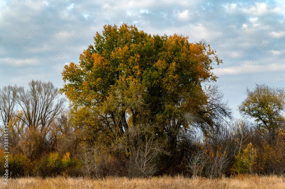 Fototapeta premium Autumn forest with orange and green leaves of poplar