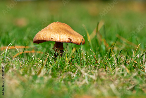 A single small brown mushroom with a peaked cap in a grassy field. The poisonous fresh fungi plant is growing among green grass and wet moss on the ground in a park with the sun shining on its cap. 