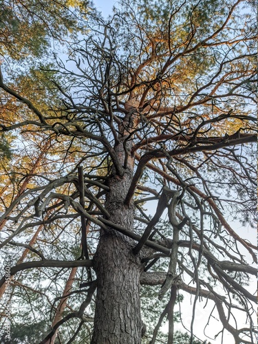 tree in autumn