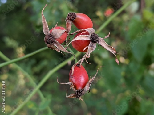red rose hips