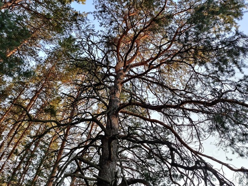 trees and sky