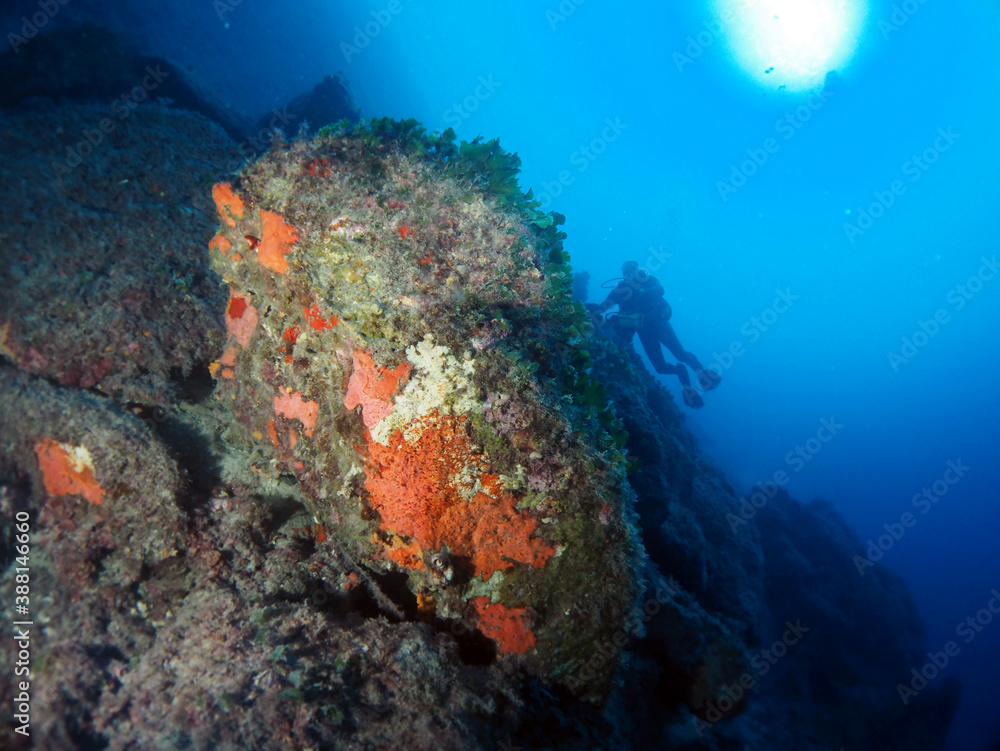 Fototapeta premium Scuba Diving Malta, Gozo and Comino