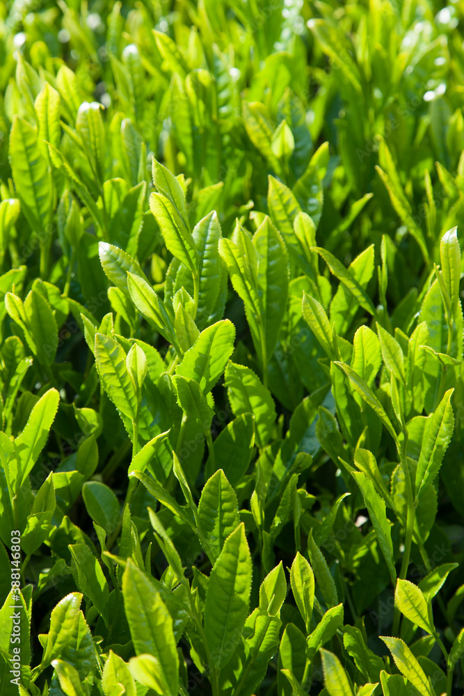 静岡の茶畑